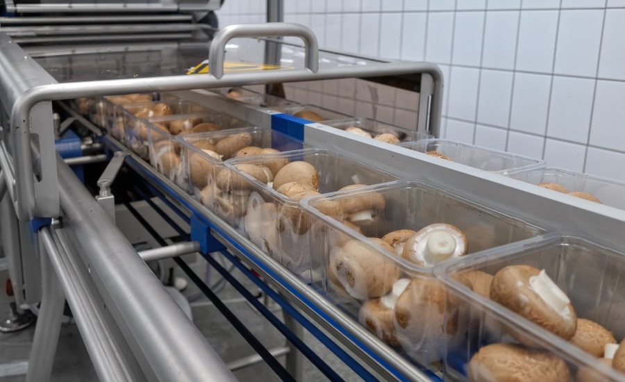 Mushroom Packaging Machine